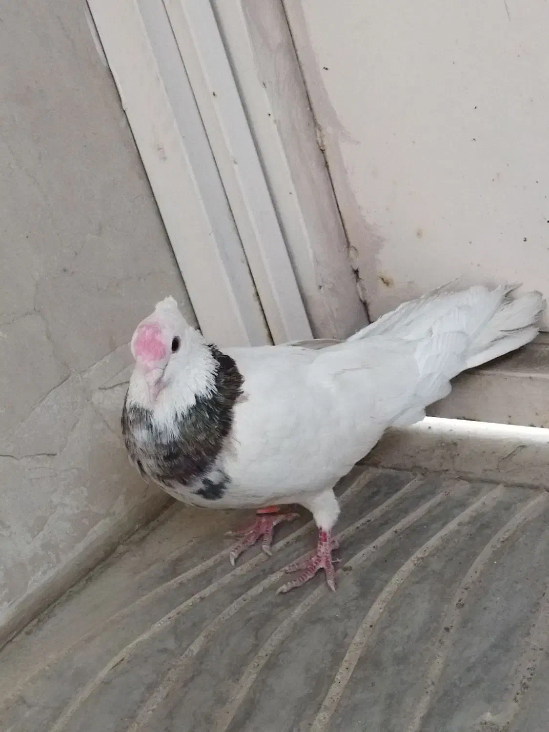 کبوتر طوقی فروش فوری|پرنده|بافت, |دیوار