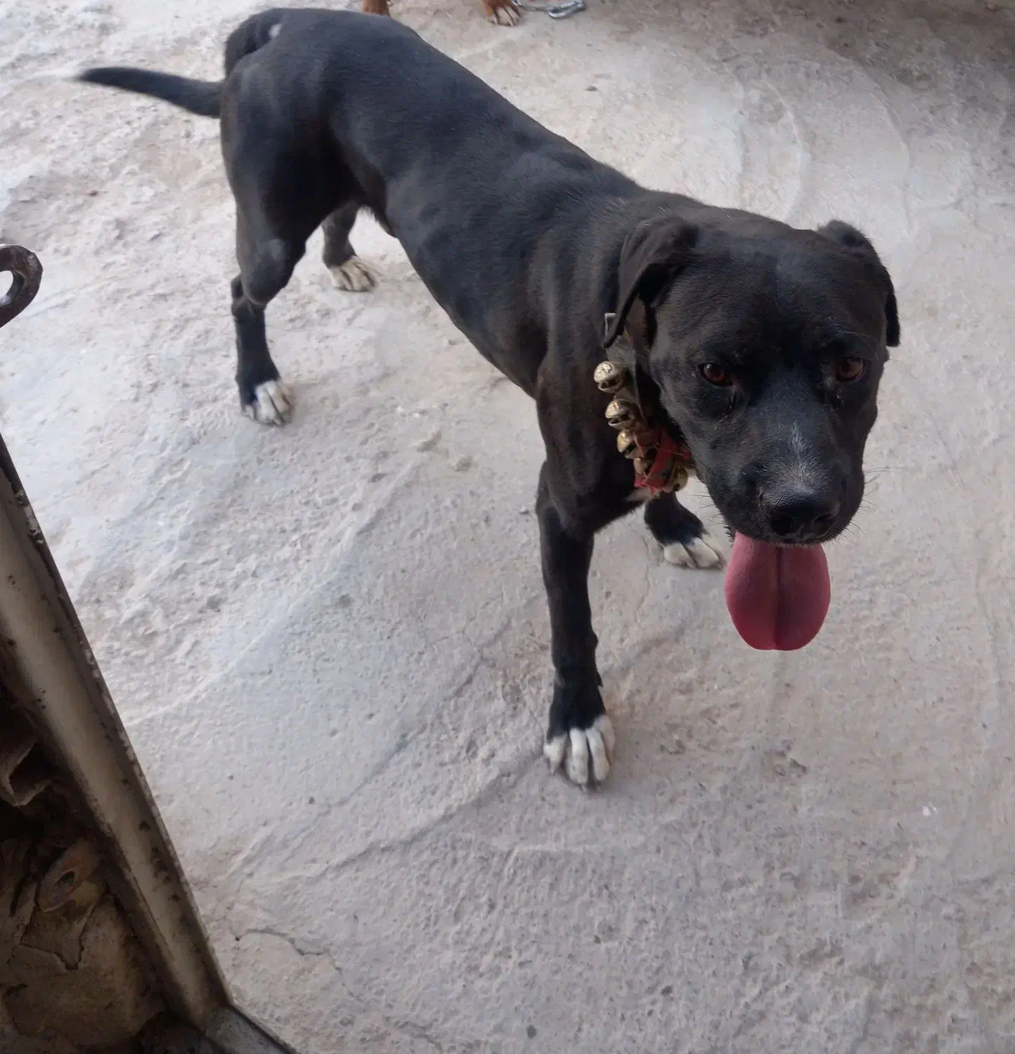 سگ نگهبان نر ولاس نگهانی درجه یک|سگ|شهرضا, |دیوار