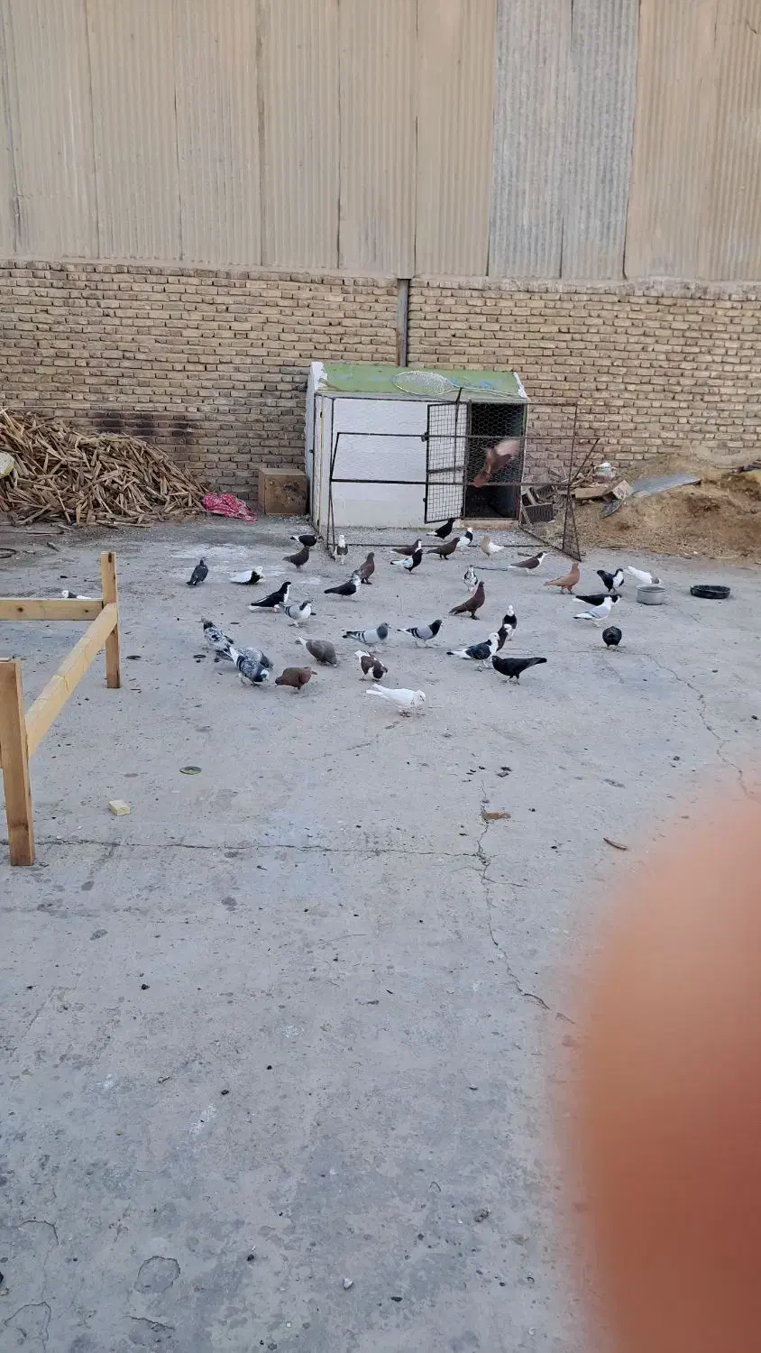 کبوتر نر|پرنده|راور, |دیوار