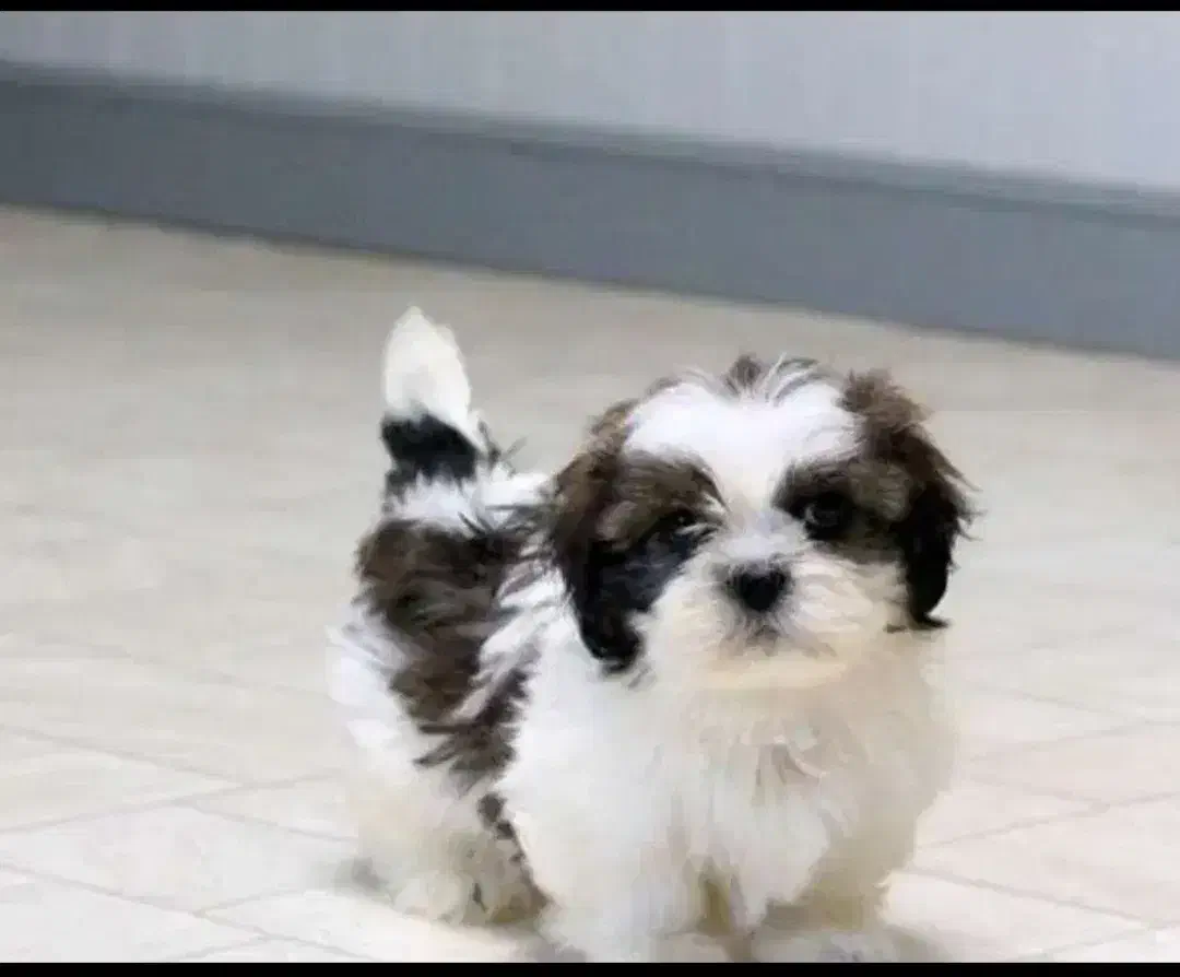 سگ پاکوتاه|سگ|سیرجان, |دیوار