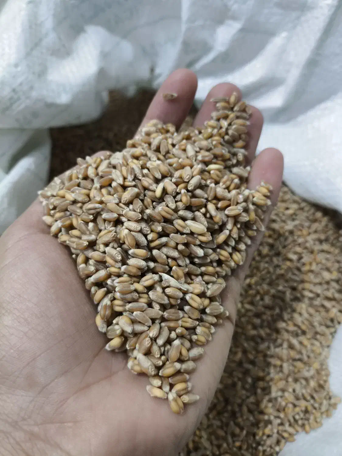 گندم و جو بذری|خدمات باغبانی و درختکاری|خزل, |دیوار