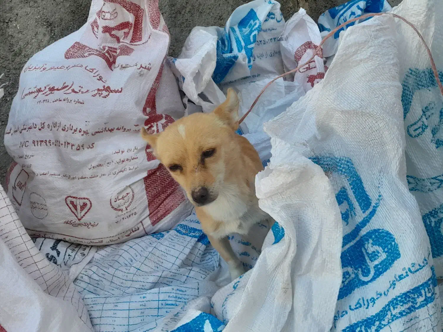 سگ پاکوتاه|سگ|شیروان (خراسان), |دیوار