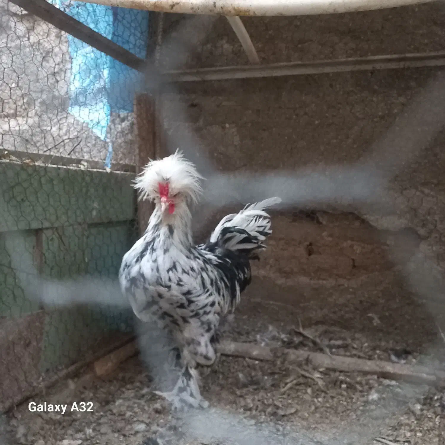 گوشت دارهستند|حیوانات مزرعه|قم, پامنار|دیوار