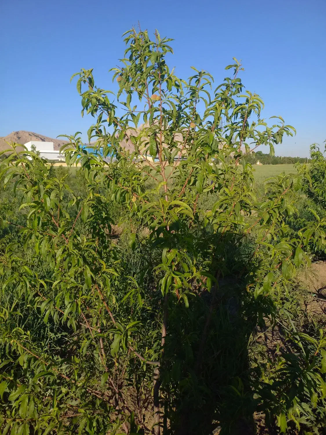 باغ جاده سنندج|فروش دفتر صنعتی، کشاورزی، تجاری|کرمانشاه, |دیوار