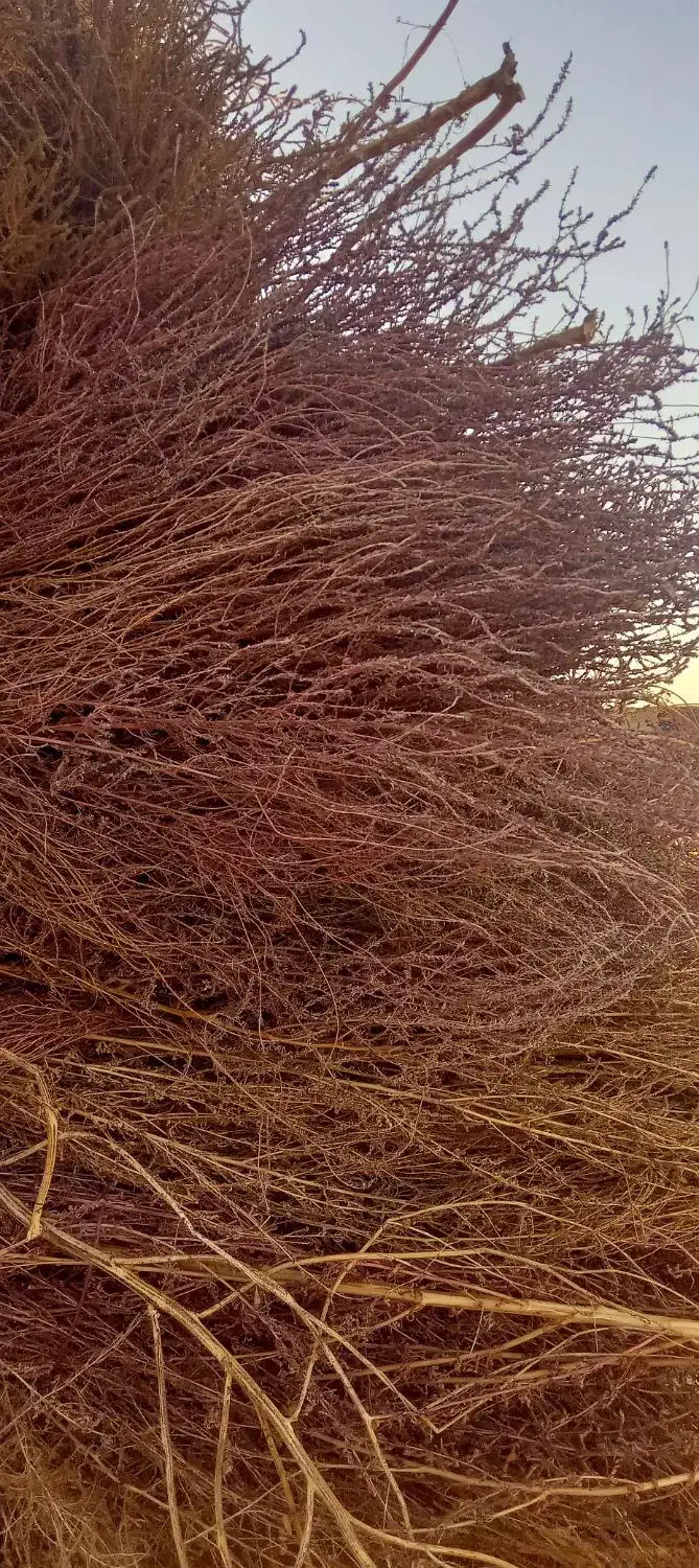 فروش جارو|لوازم نظافت|میاندوآب, |دیوار