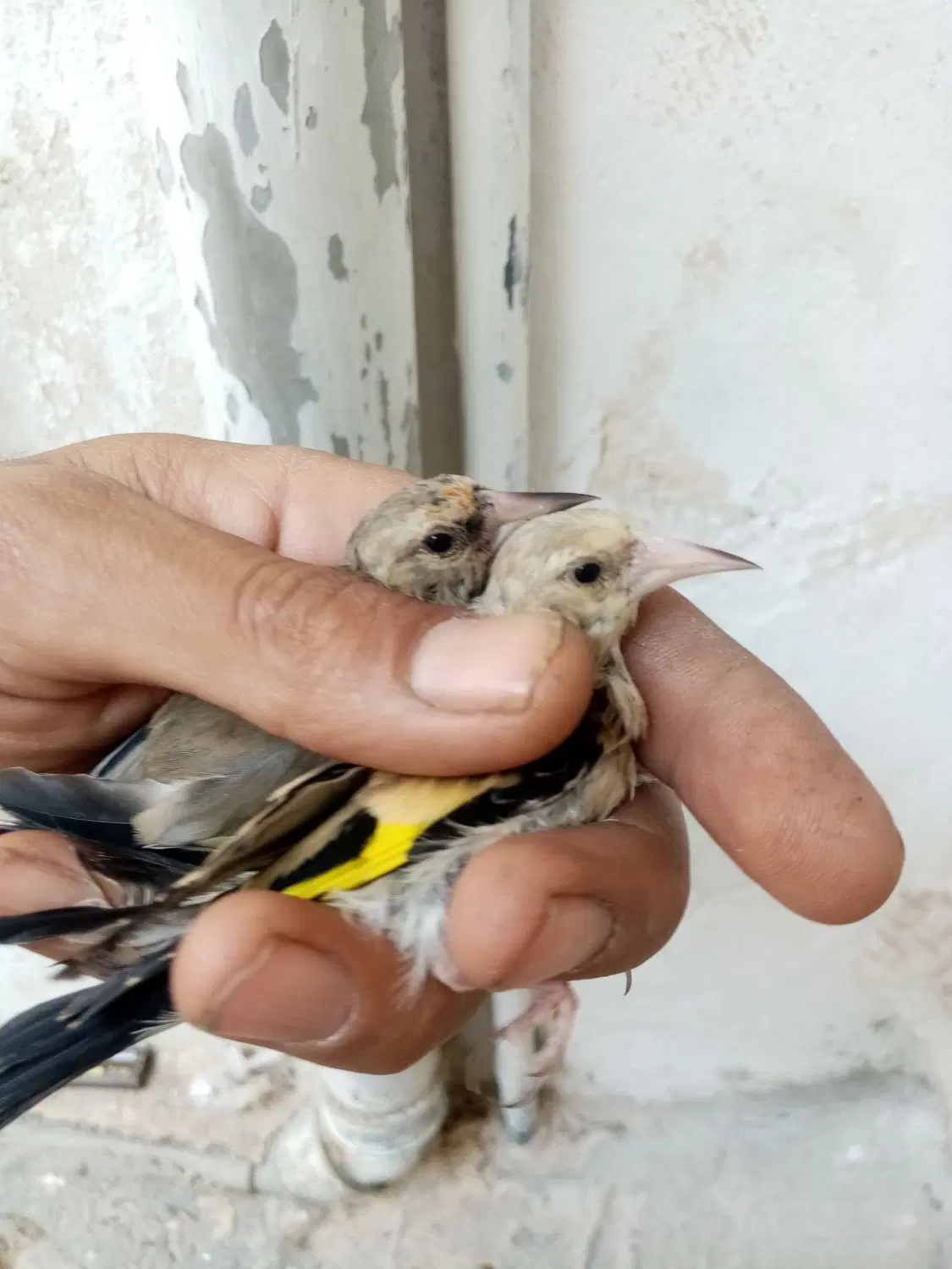 سهره جوجه سهره کرم روشن نشوندار و چندتابخون خوب|پرنده|مشهد, شهید معقول|دیوار