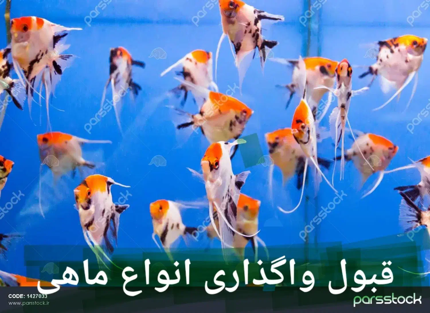 ماهی|ماهی|بیجار, |دیوار