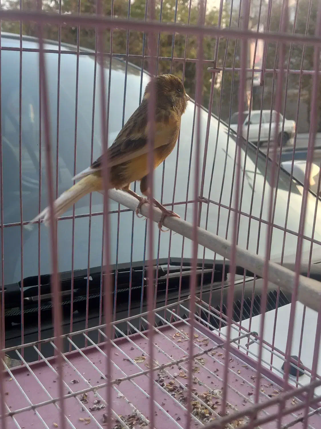 قناری نر مست|پرنده|وحیدیه, |دیوار