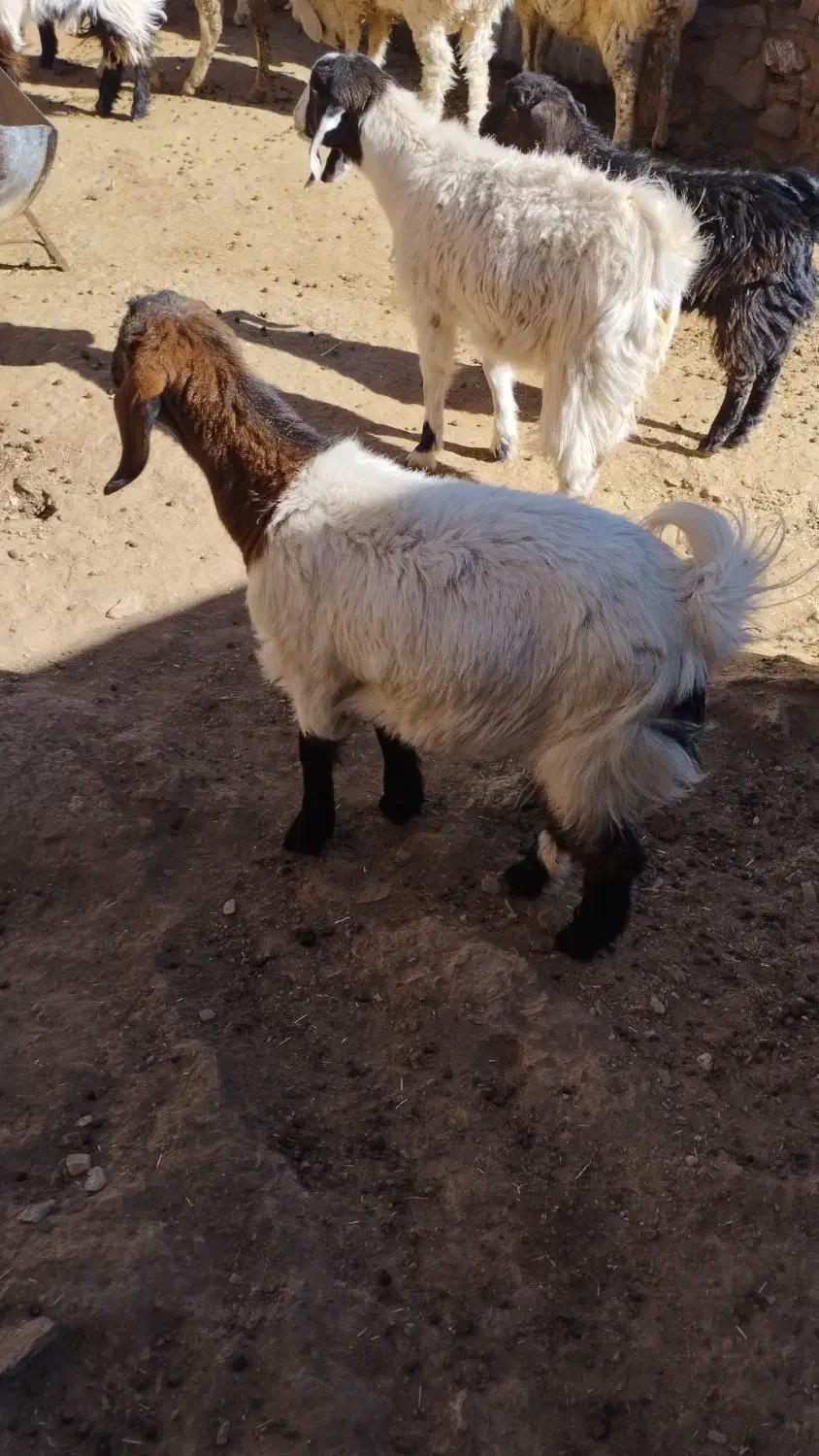 بزغاله ماده چاق|حیوانات مزرعه|مود, |دیوار