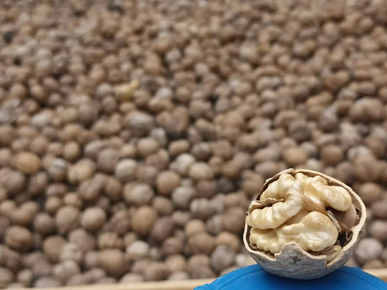 گردو اصل تویسرکان همدان   ارگانیک|خوردنی و آشامیدنی|تهران, میرداماد|دیوار