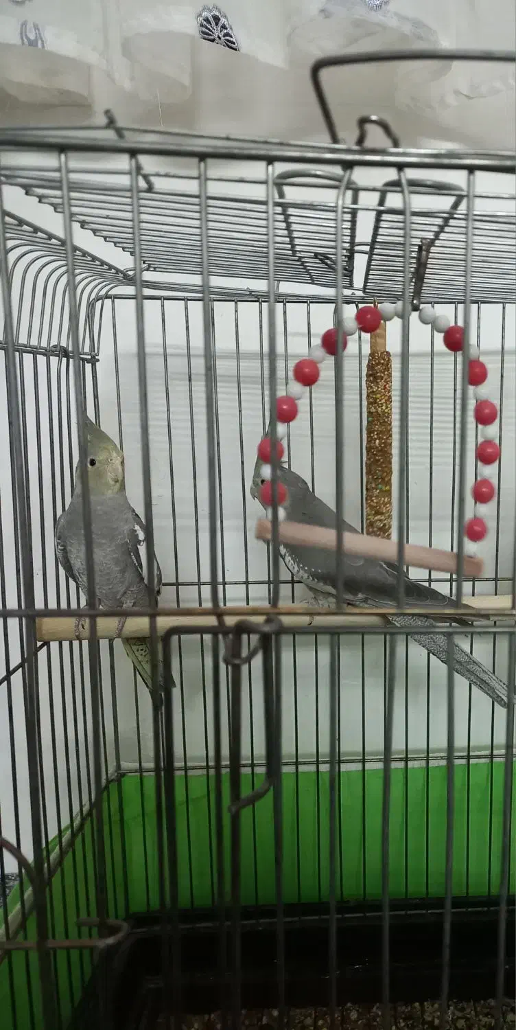 باسلام عروس هلندی نر وماده سالم وسرحال دستی نیست|پرنده|ایجرود, |دیوار