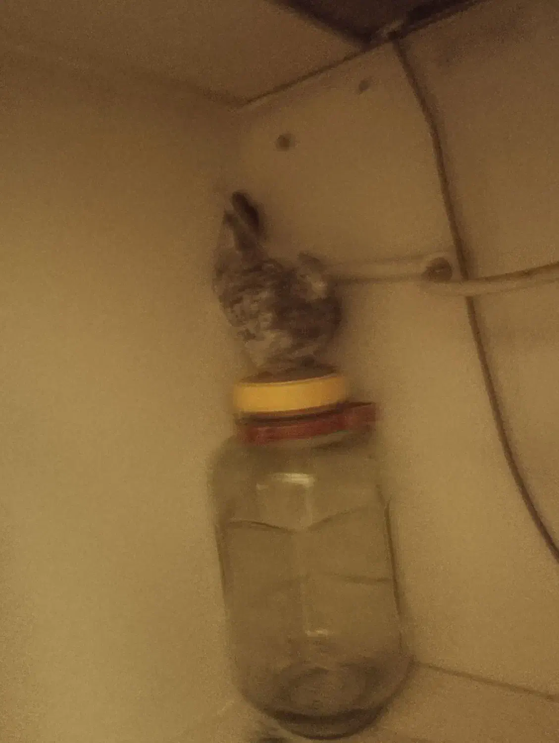 سرور زرد|پرنده|تهران, سهروردی|دیوار