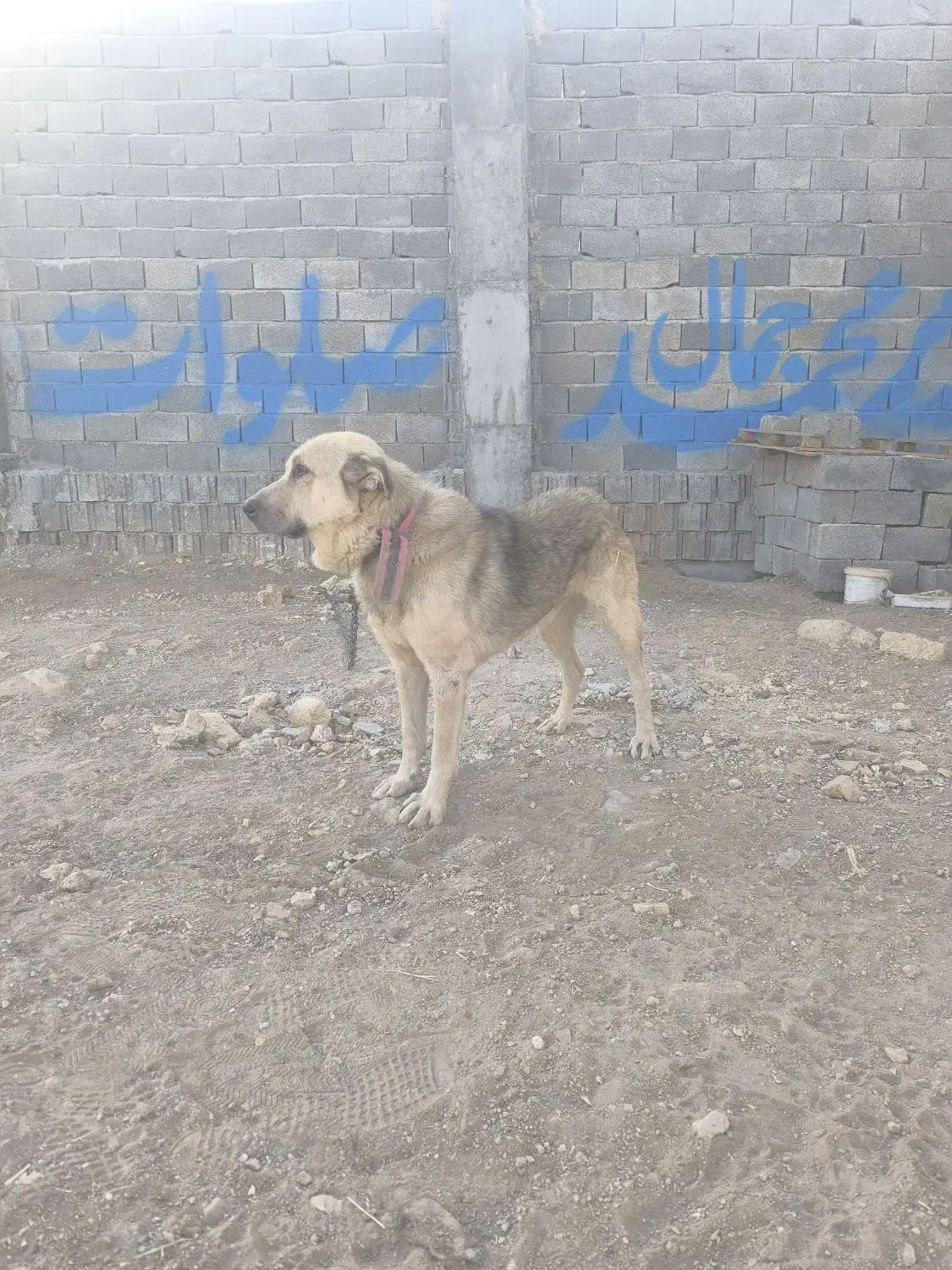 سگ پژدر|سگ|اسلام‌‌آباد غرب, |دیوار