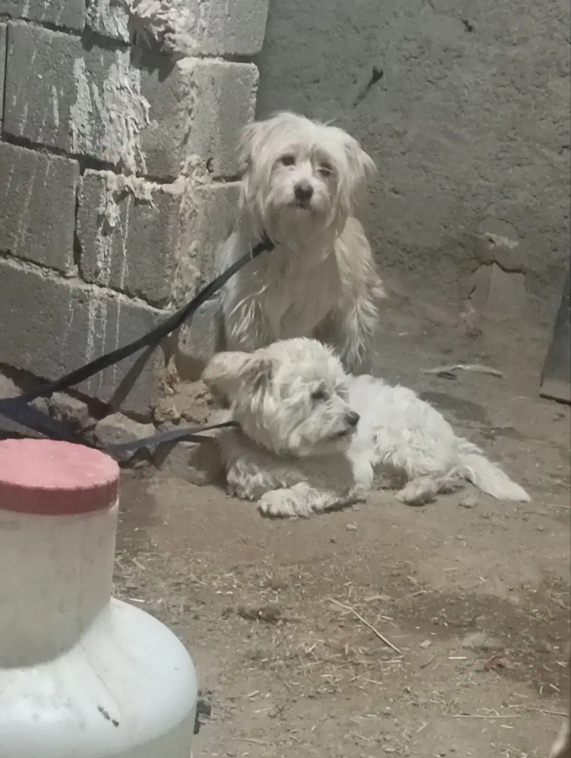 سگ پاپی جفت|سگ|اصفهان, مارچین|دیوار