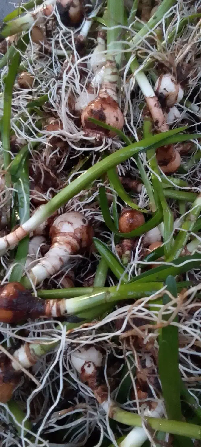 پیاز گل دانه برفی یا زنگوله|گل و گیاه طبیعی|لاهیجان, بازکیاگوراب|دیوار