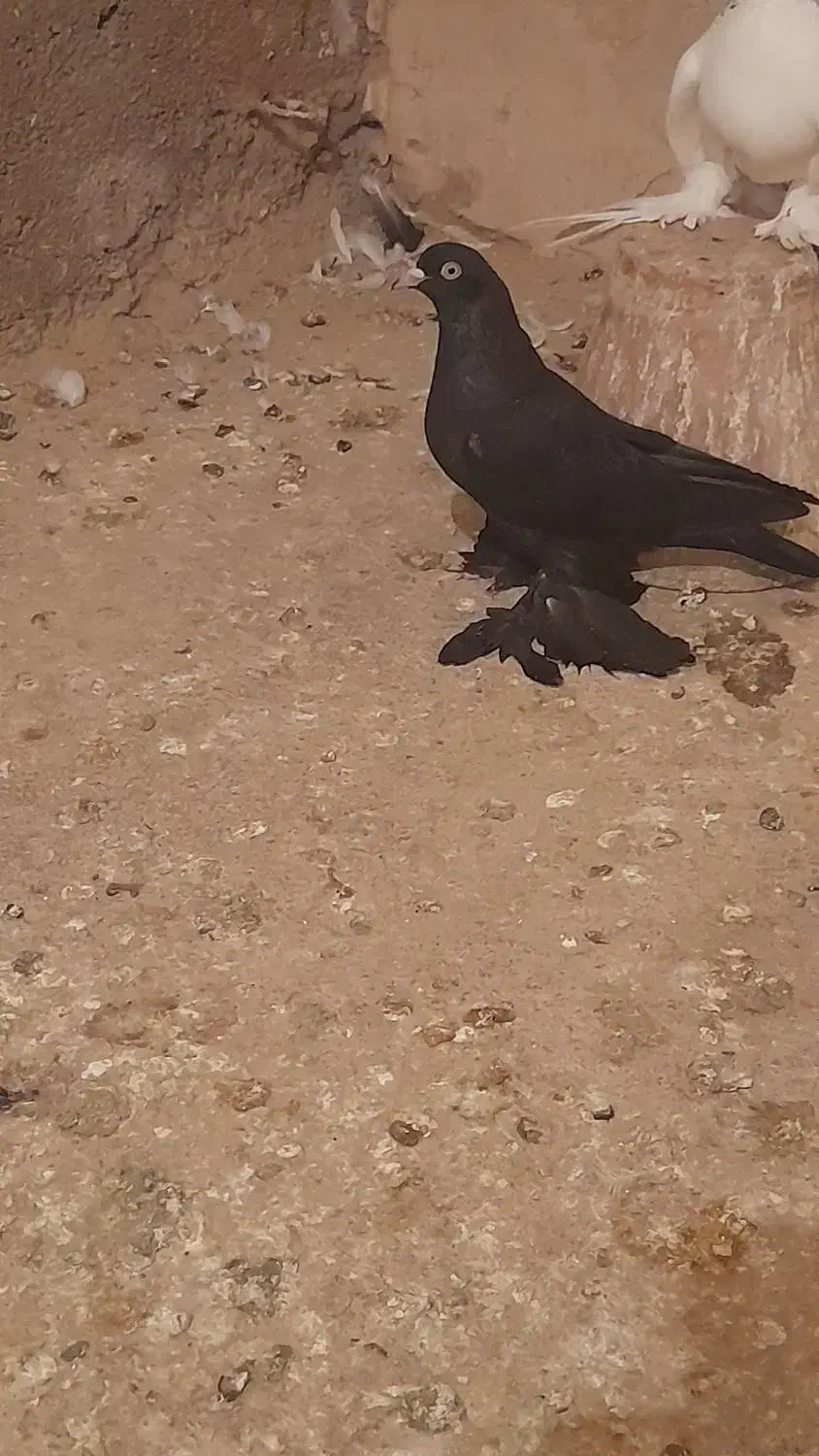 فروشی|پرنده|اهر, |دیوار