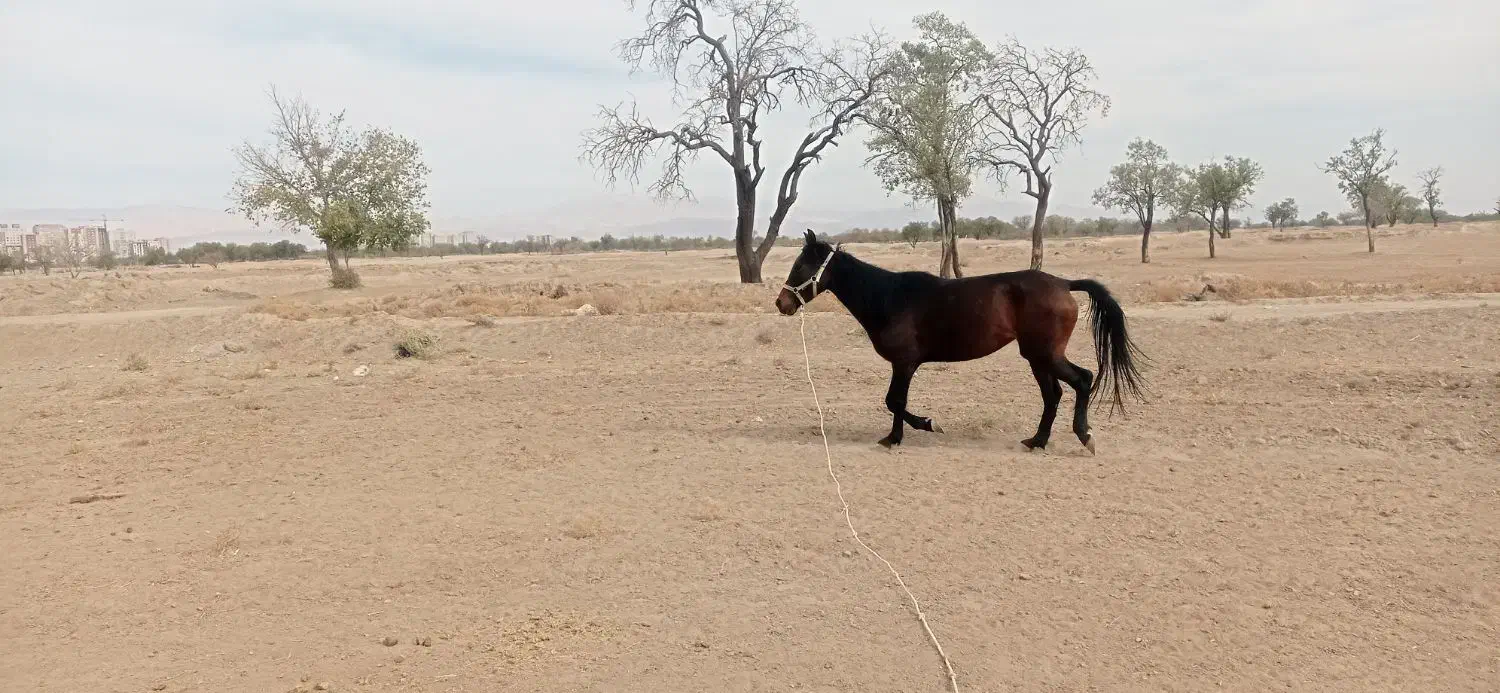 اسب مادیان|اسب و تجهیزات اسبسواری|محمدیه-قزوین, |دیوار