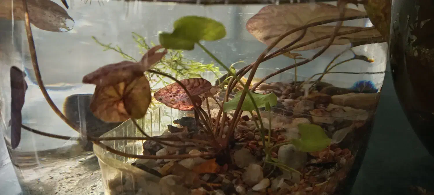 آکواریوم گیاه ماهی|ماهی|کرمان, |دیوار