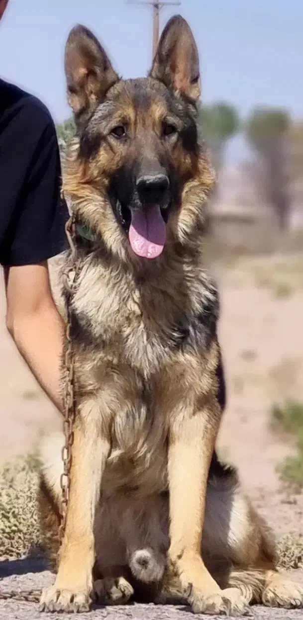 واگذاری سگ ژرمن ورک اصیل نگهبان|سگ|کرمان, |دیوار