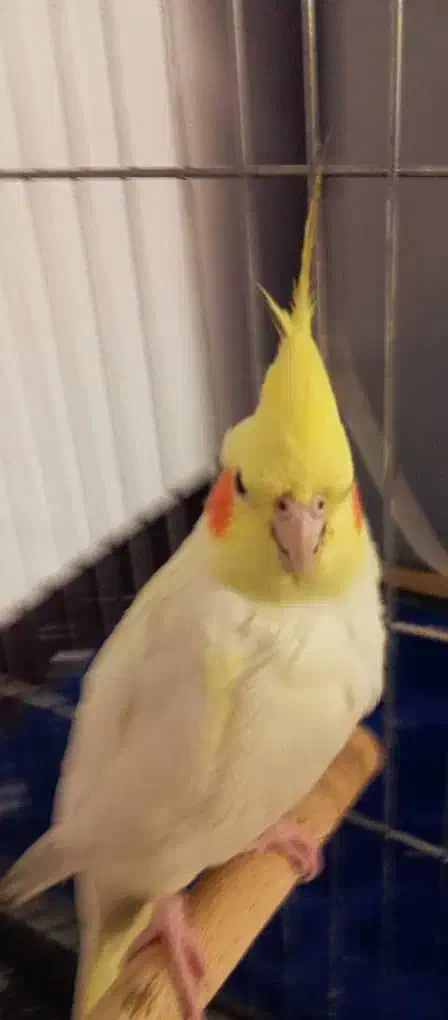 عروس هلندی برافروش|پرنده|شوش, |دیوار