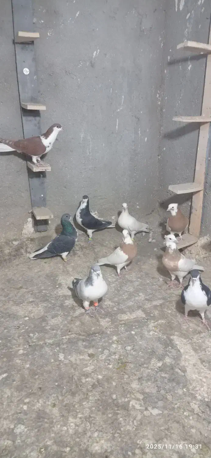 کبوتر رنگی اث|پرنده|تاکستان, |دیوار