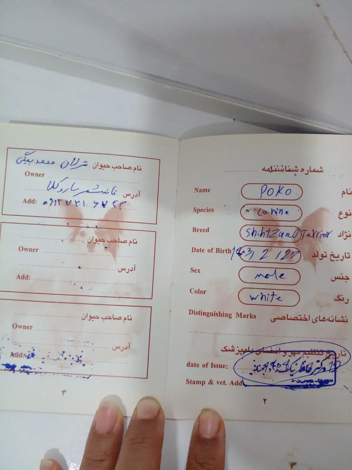 فروش سگ پاکوتا نرنژادشیتزو تریر وسگ ماده نژادشیتزو|سگ|قائم‌شهر, |دیوار