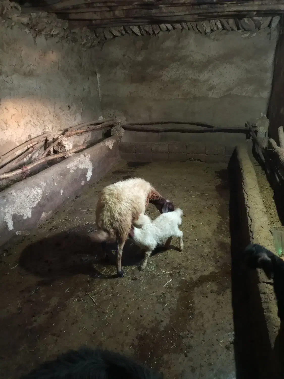 گوسفنند|حیوانات مزرعه|دیواندره, |دیوار