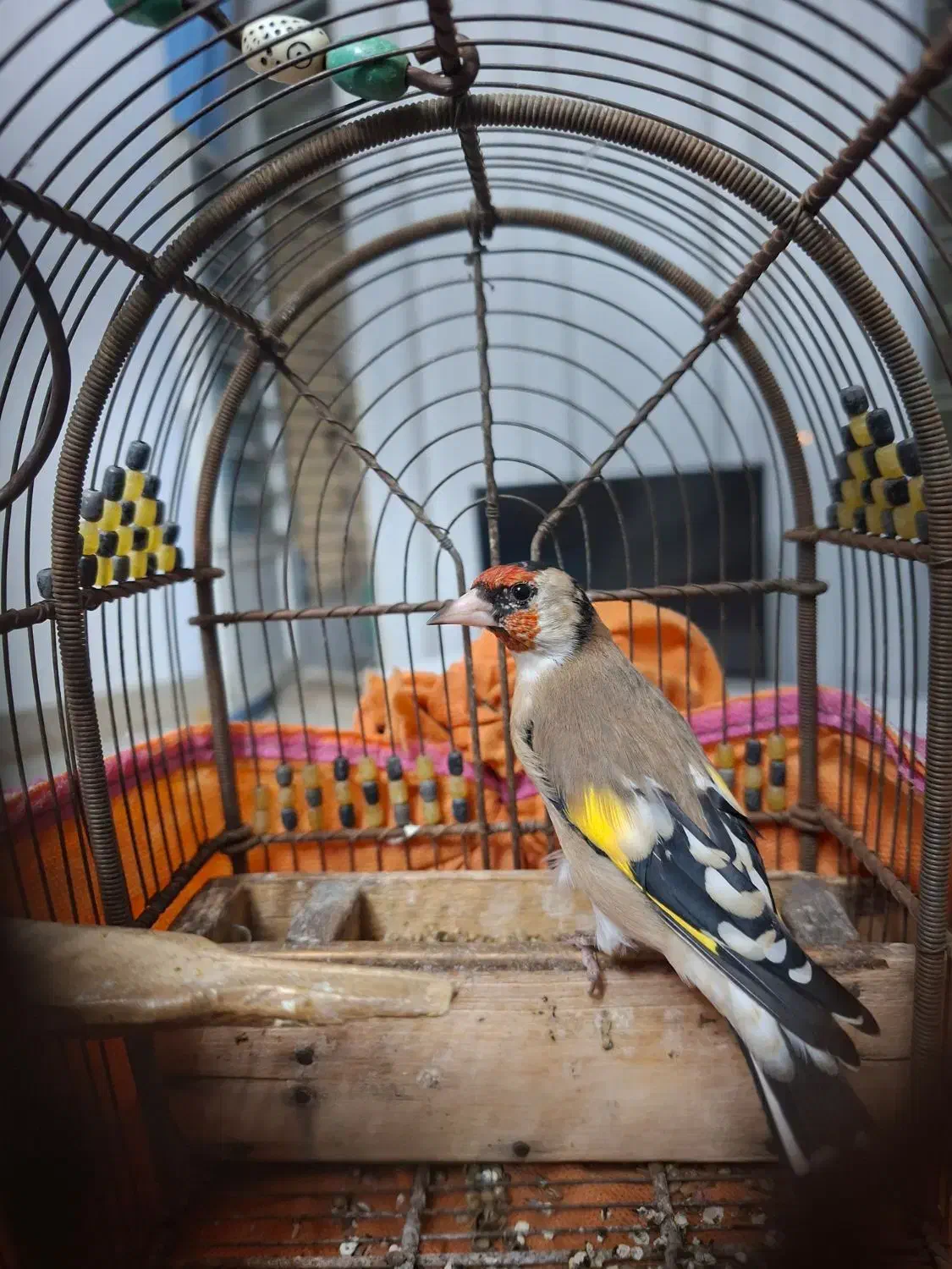 سهره دورگ معاوضه عروس هلندی،سهره کرمونی|پرنده|شیراز, شهرک مدرس|دیوار