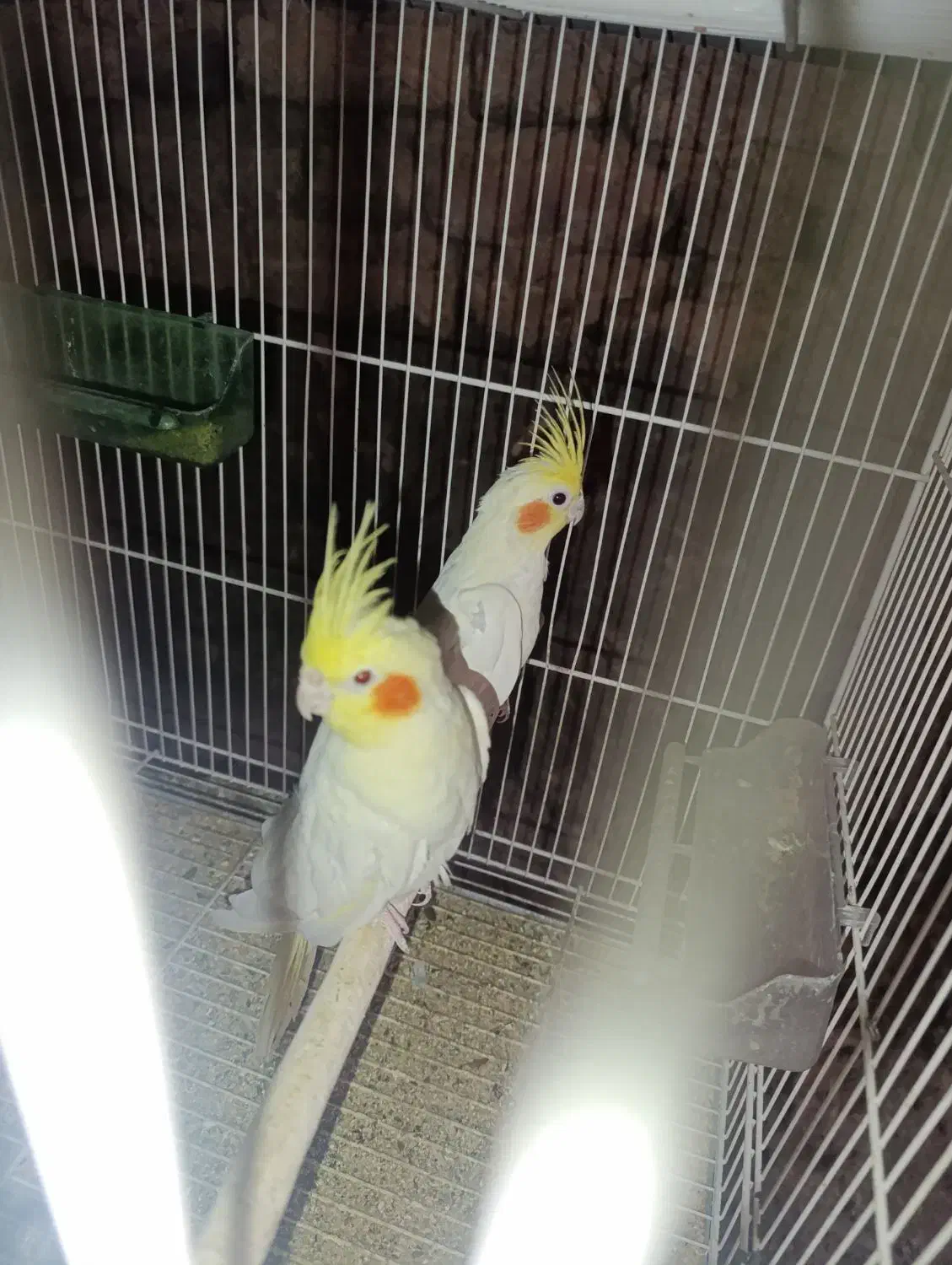 عروس هلندی فروشی ومعاوضه|پرنده|خوسف, |دیوار