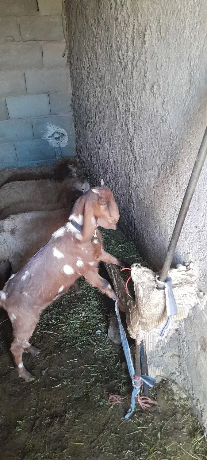 بزغاله اصل عراقی|حیوانات مزرعه|اهر, |دیوار