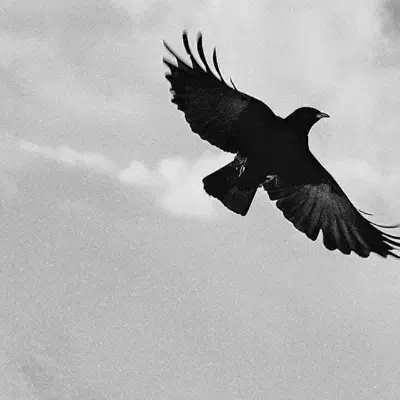 داووطلبانه..راهنمایی کنید لیسانس مدیریت|فعالیت داوطلبانه تحقیقاتی|زاهدان, |دیوار