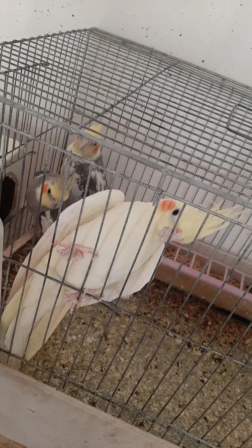 فروش عروس هلندی|پرنده|جوادآباد, |دیوار