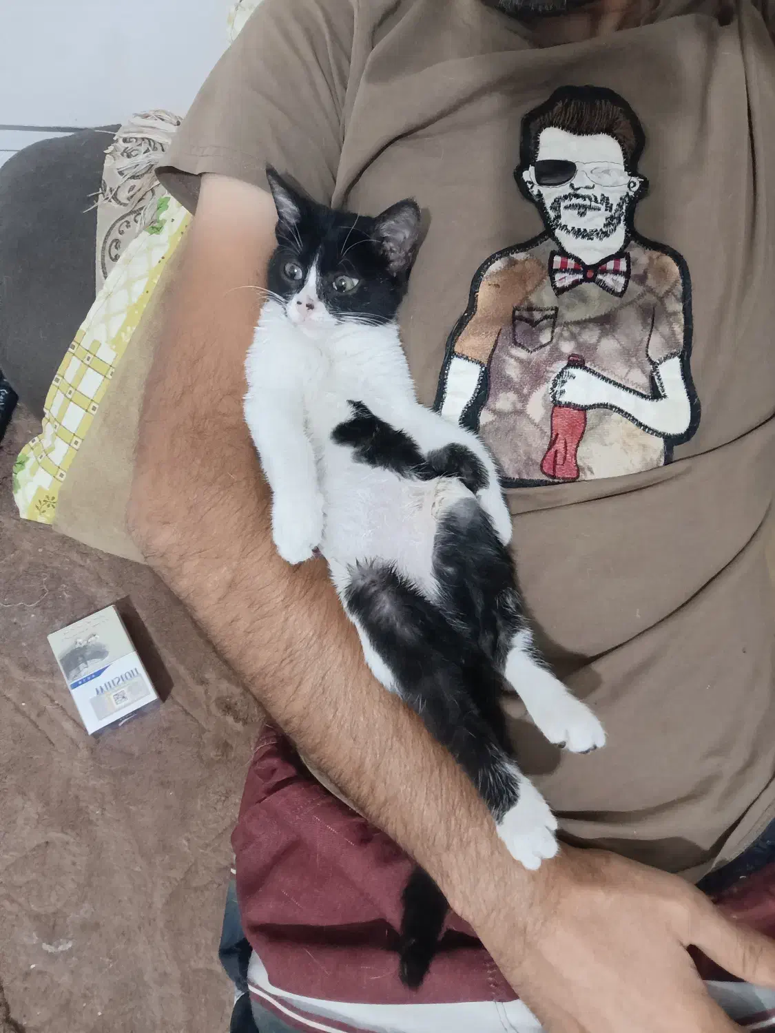 گربه زیبا|گربه|شیراز, فاضل|دیوار