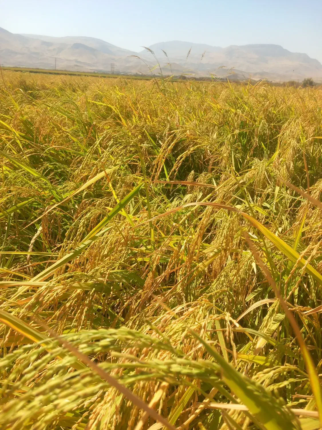 فروش چلتوک برنج لنجون اصفهانی|خوردنی و آشامیدنی|خمینی‌شهر, |دیوار