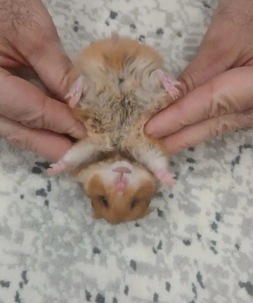 همستر ماده با وسایل|موش و خرگوش|بندر انزلی, جهانگانی|دیوار