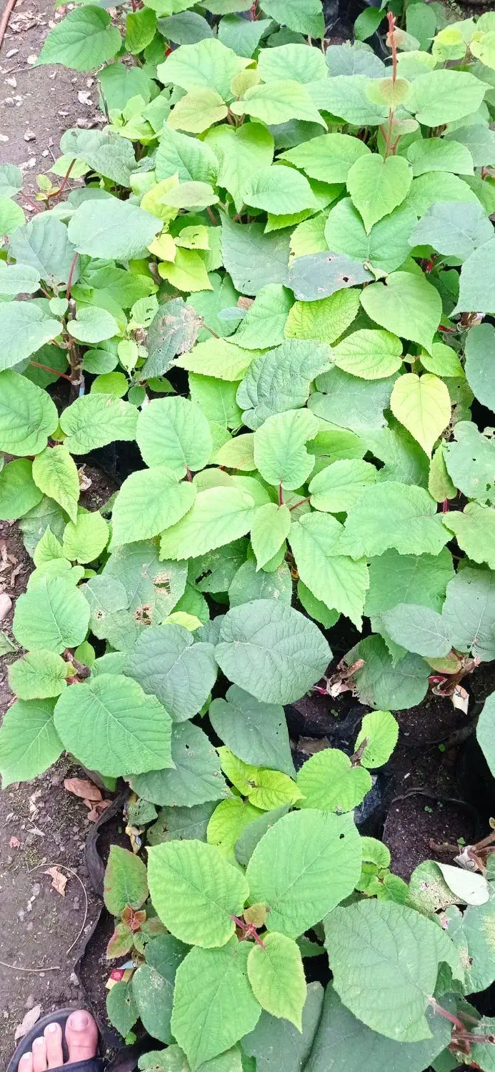 نهال کیوی خونی قلم نخورده|گل و گیاه طبیعی|لیسار, |دیوار