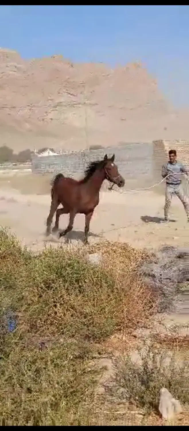 مادیون کردی|حیوانات مزرعه|دهاقان, |دیوار