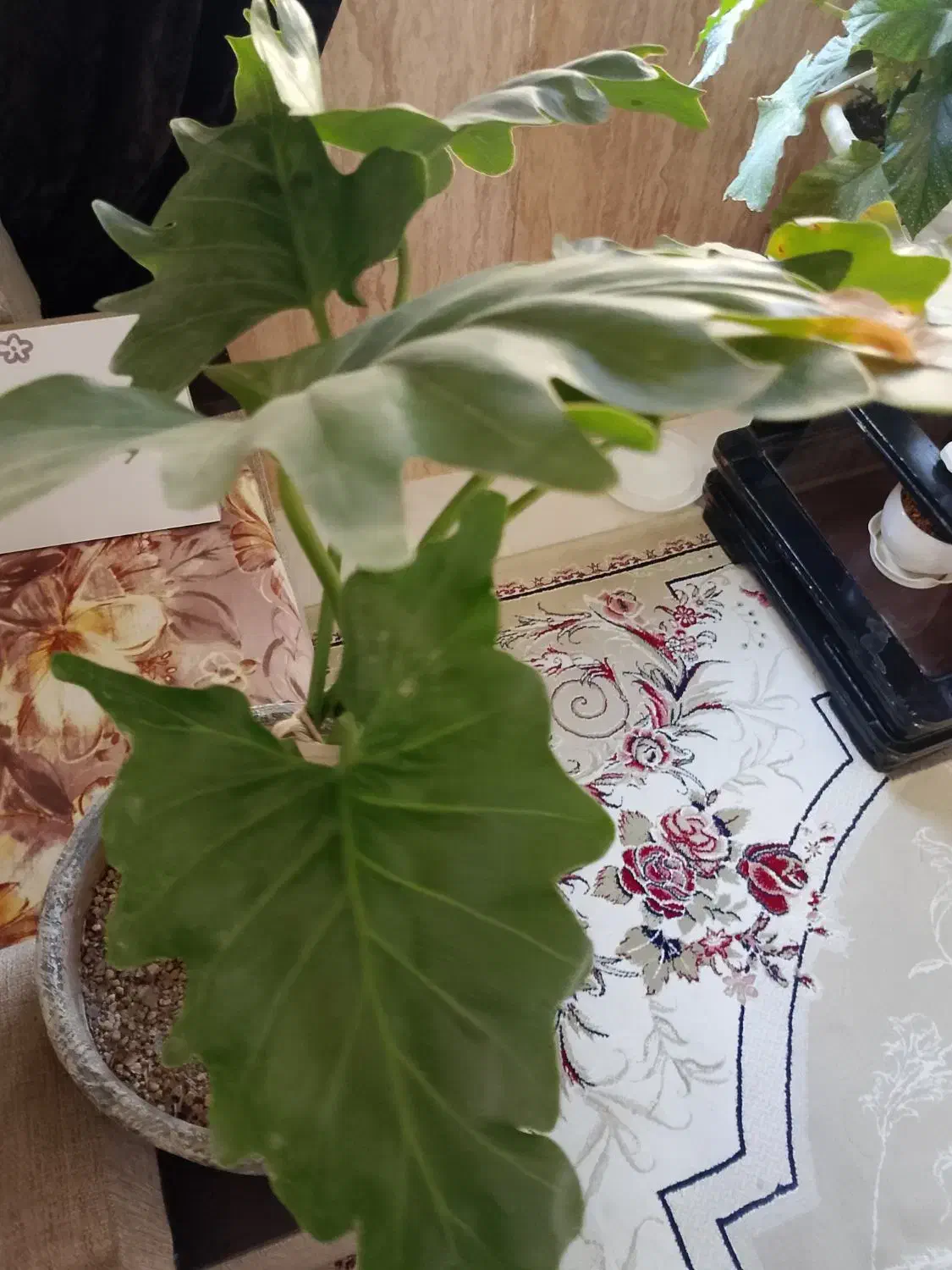 گل طبیعی|گل و گیاه طبیعی|چناران, |دیوار