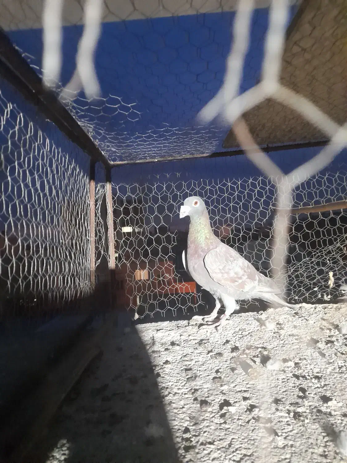 کبوتر گرفتنی|پرنده|سبزوار, قصبه شرقی|دیوار