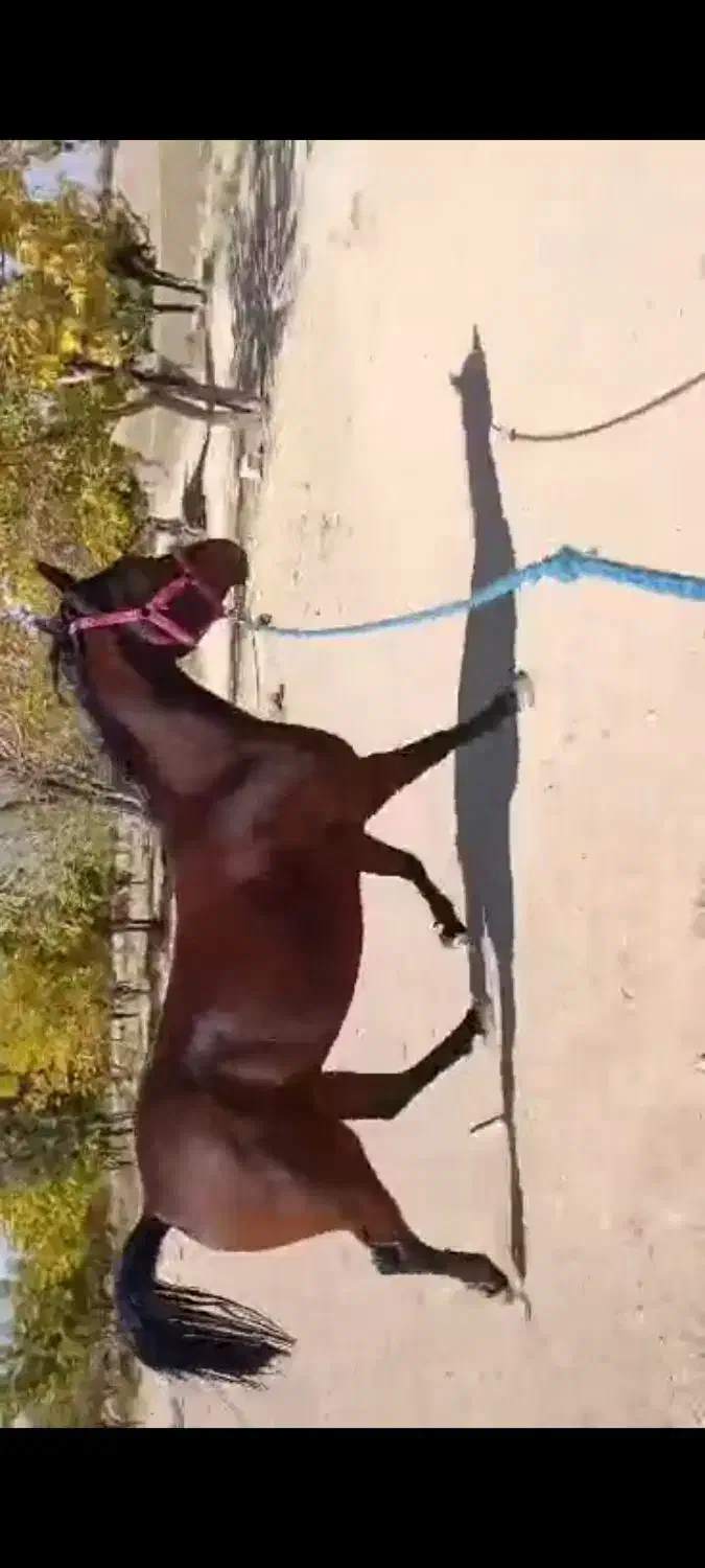 اسب|اسب و تجهیزات اسبسواری|همایجان, |دیوار