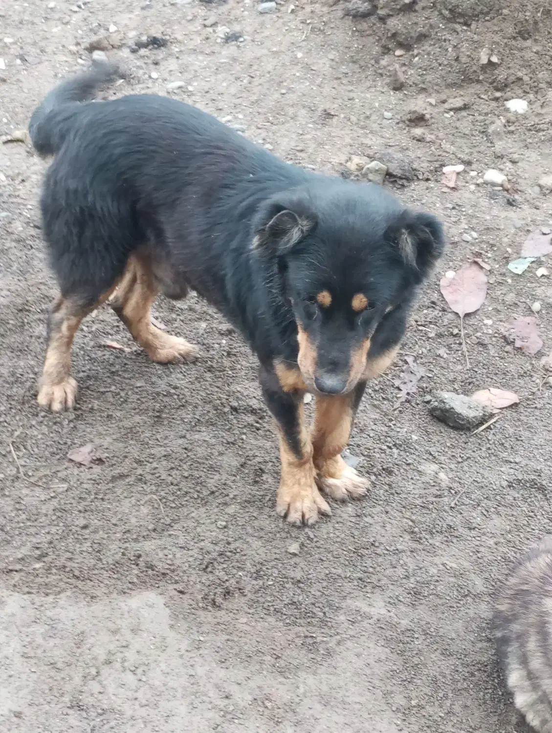 سگ گله|سگ|تالش, طولارود|دیوار