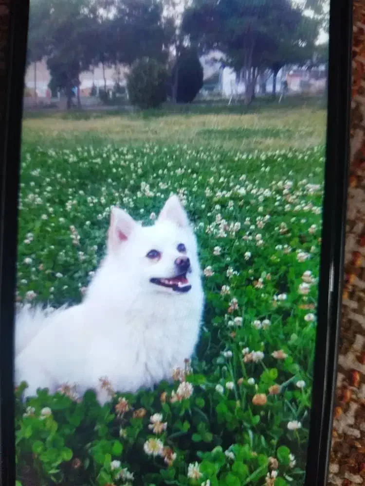 دوتا سگ نر با نمک|سگ|مرند, |دیوار