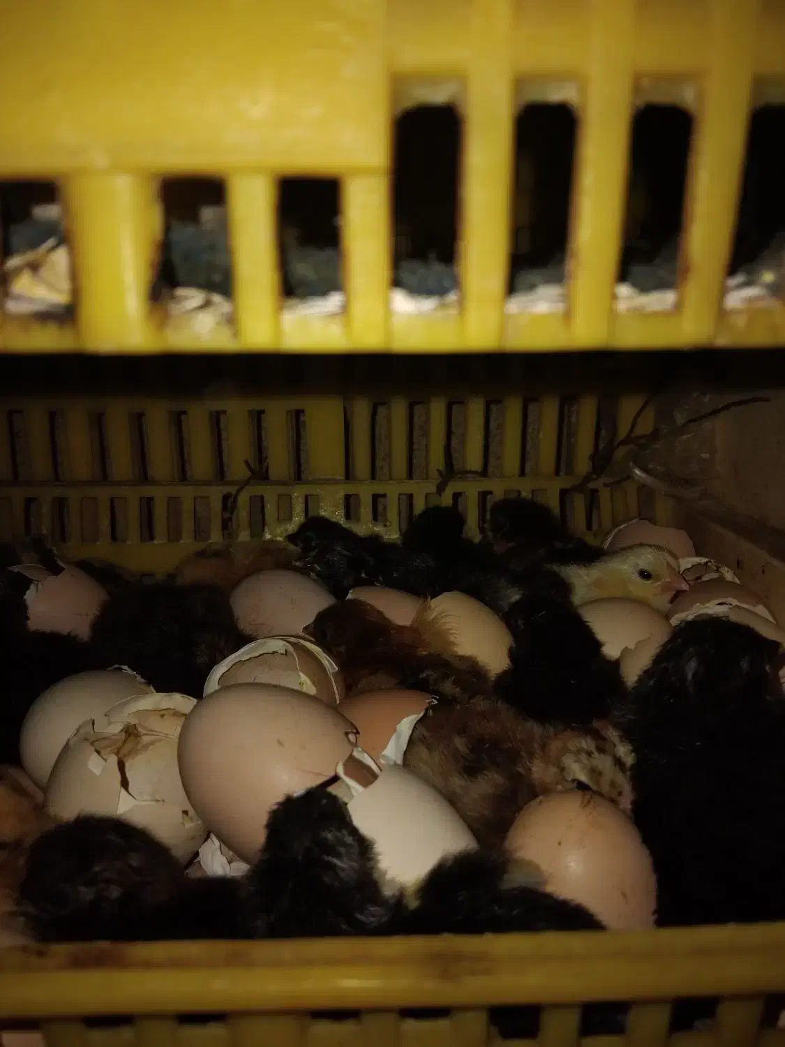 جوجه مرغ ۱روزه و ۱۵و۳۰روزه|حیوانات مزرعه|نگین شهر, |دیوار