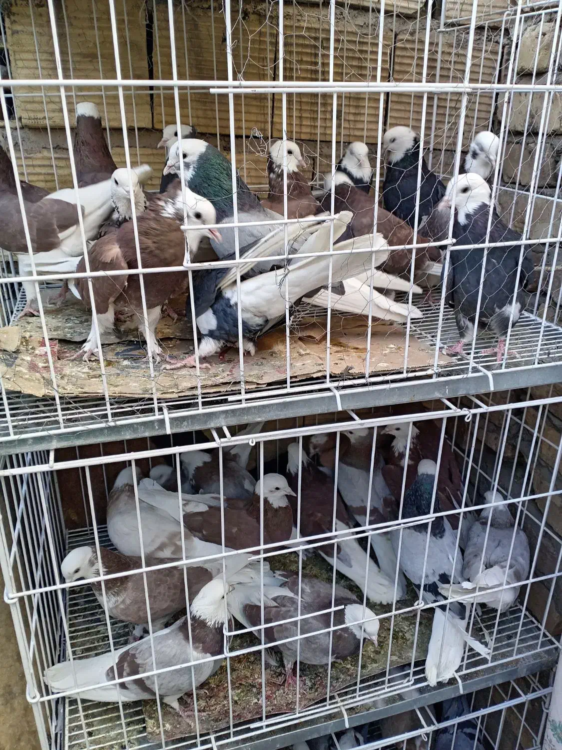 شازده ملقی|پرنده|کرمان, |دیوار