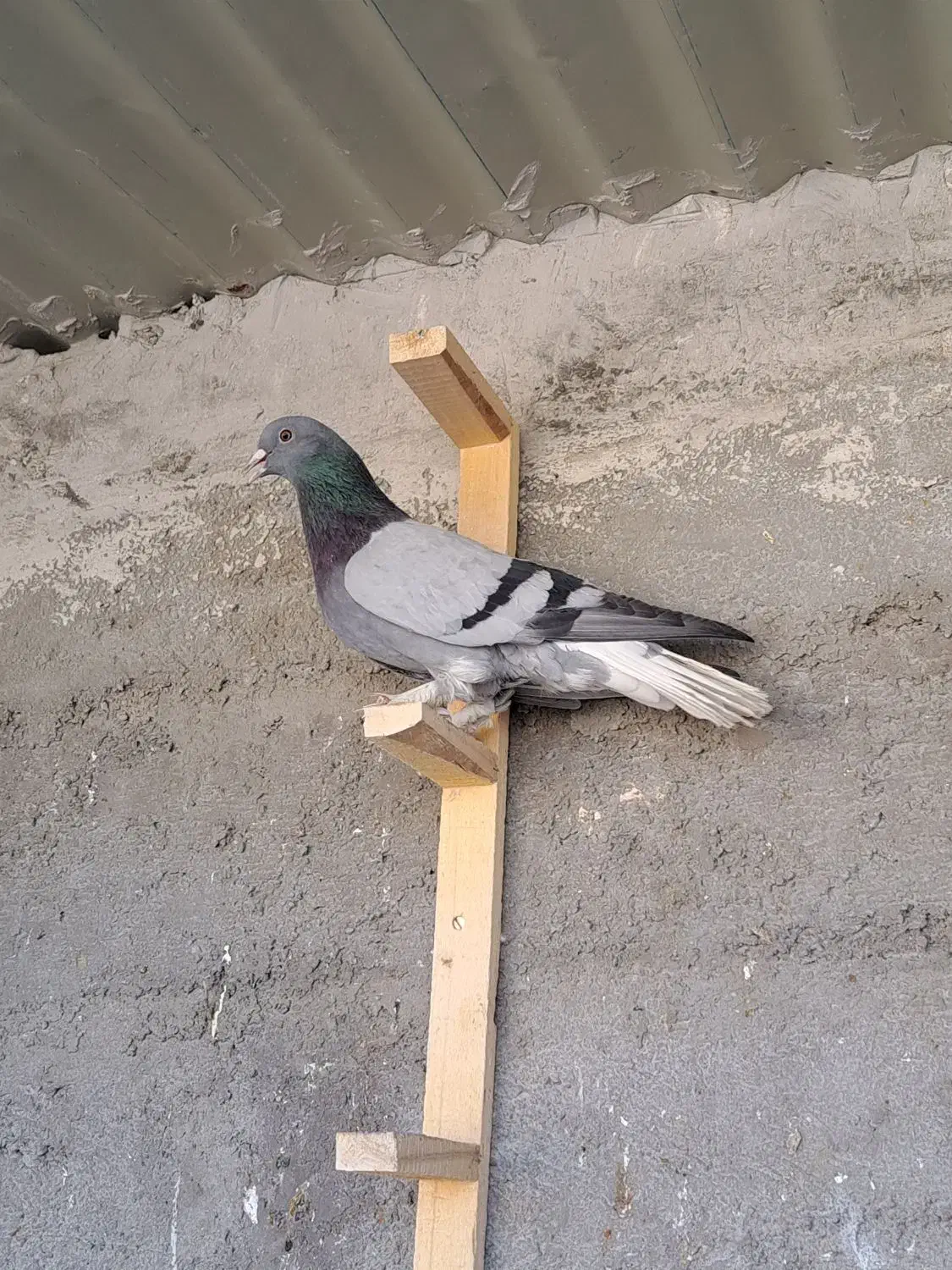 کبوتر کله ای دمسفید|پرنده|شهرضا, |دیوار