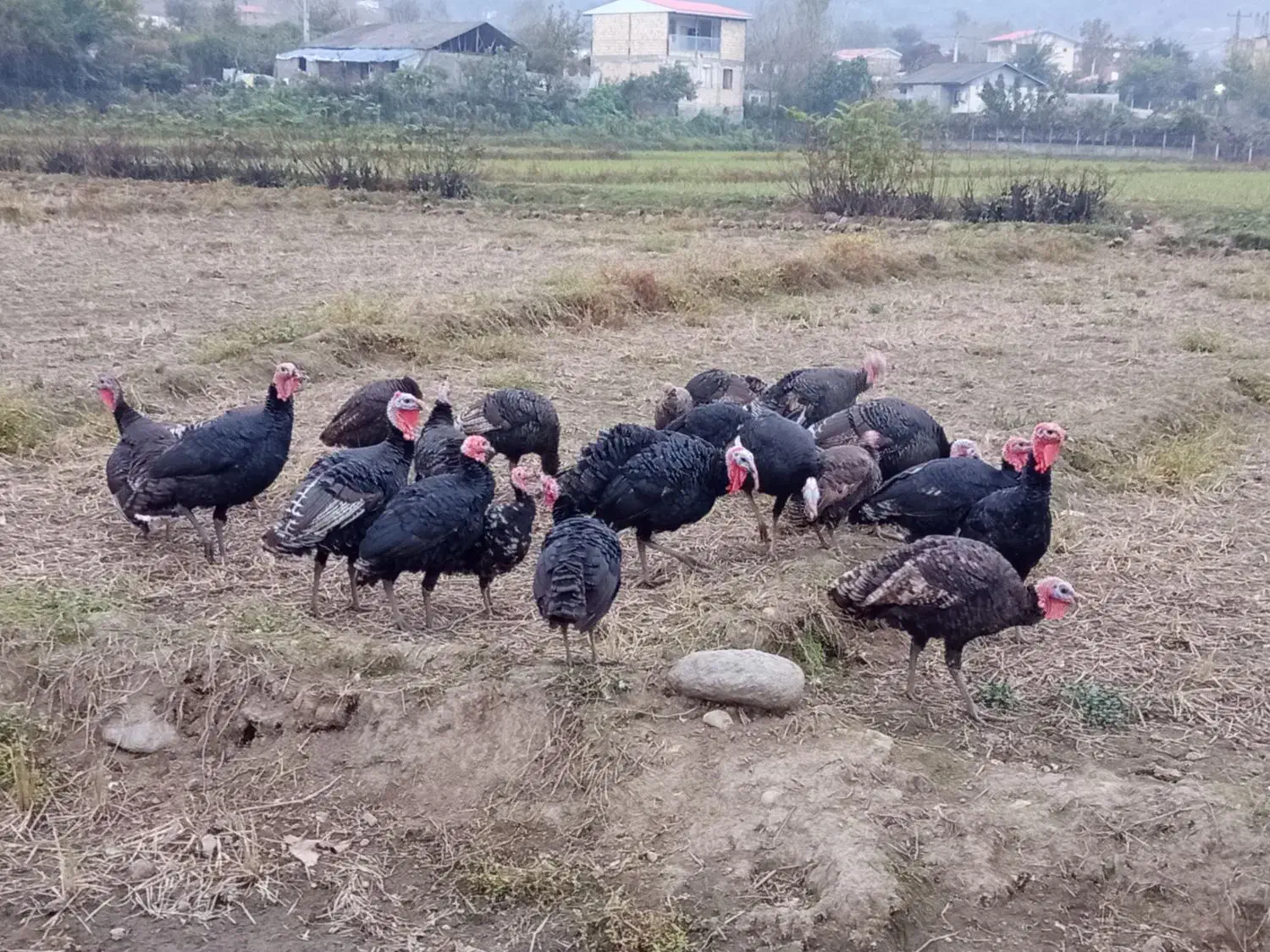 بوقلمون|حیوانات مزرعه|چوبر, |دیوار