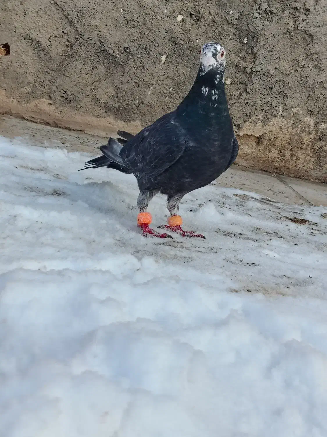 کفتر|پرنده|مشهد, فرخد|دیوار