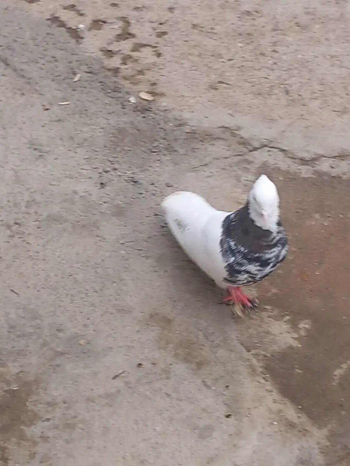 طوقی هفرنگ|پرنده|اسفرورین, |دیوار