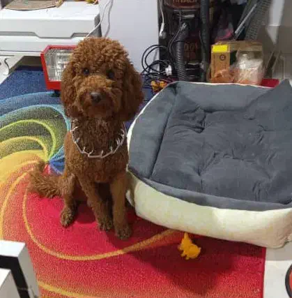 پودل نر|سگ|اصفهان, وحید|دیوار