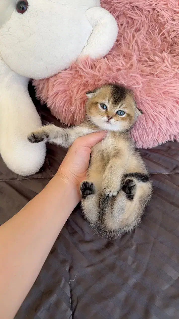 مجموعه اصلی گربه های کیوت ( ایران کتز)|گربه|اهواز, کیانپارس |دیوار